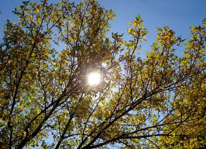 Как подготовить сад к зиме: советы по защите растений от вредителей