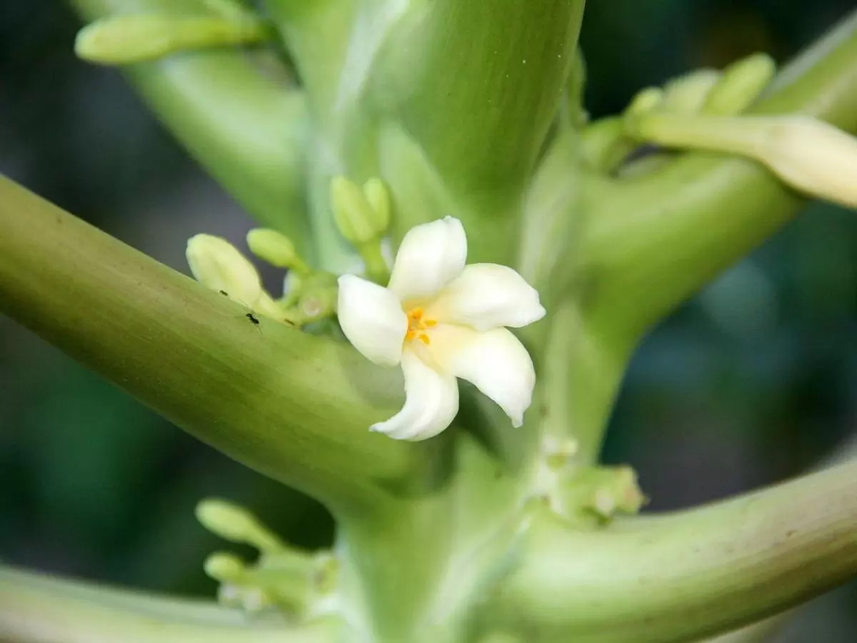 Как вырастить папайю дома: от семян до сочных плодов