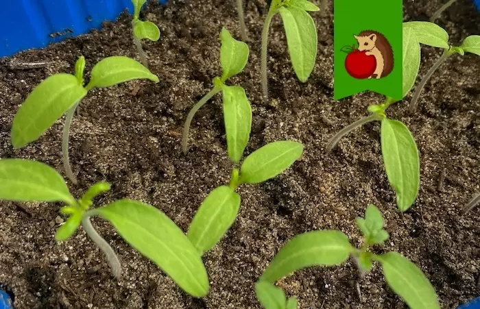 Когда стоит тревожиться о всходах помидоров?