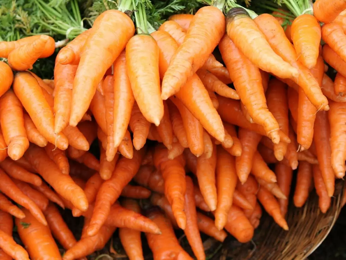 Как подготовить грядку для идеальной моркови: основные ошибки и советы