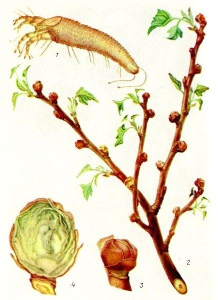 ��� �������� ���� �������� ����� ������: �������� � ������ ������