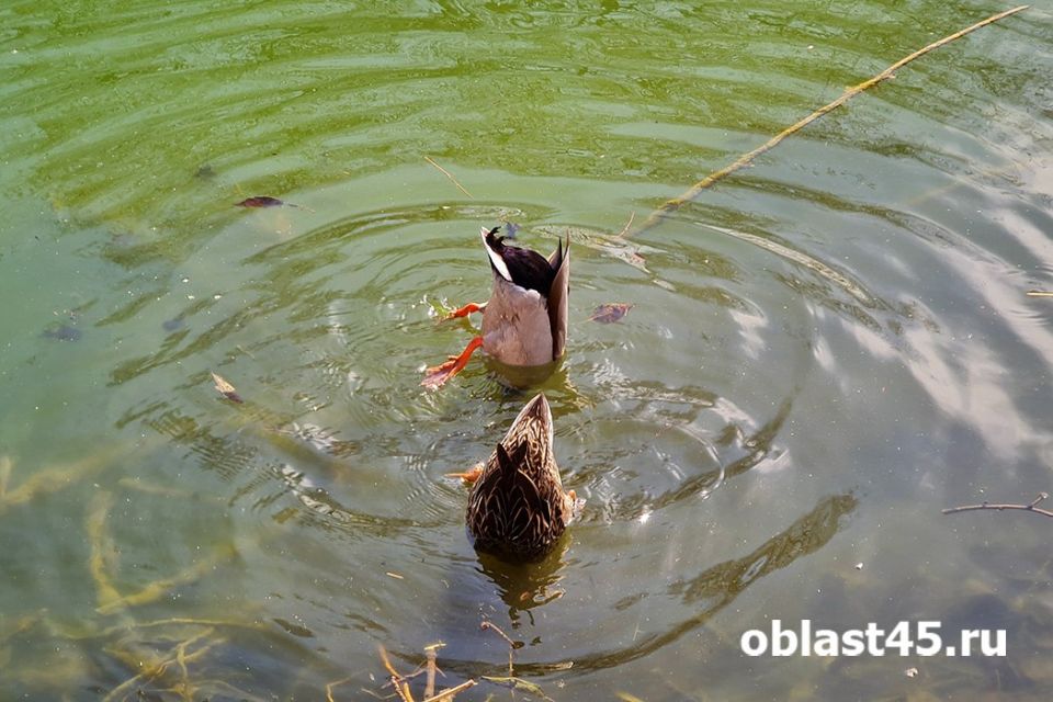 ����� ����� � ������� � ���������� �� ��� � ������ - ������� �� 16 ������