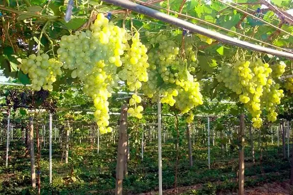 Сорт винограда Супер Экстра: привлекающая универсальность и высокие урожаи