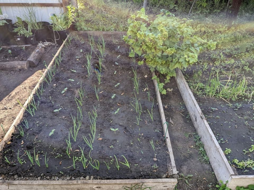 ��� ��������� ������ ������� �� �����: ������ � ������� ��������