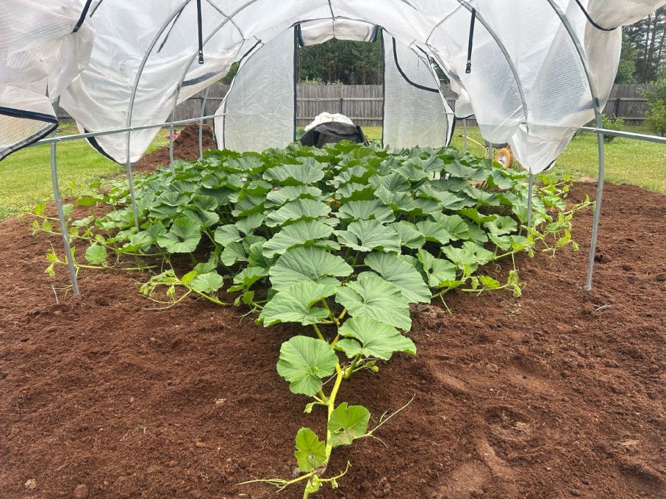 ������� �����������: ����������� ��������� � ������� ����