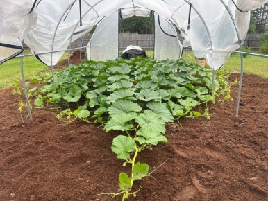 ������� �����������: ����������� ��������� � ������� ����