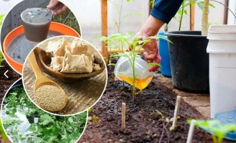 ��������� ���� ���: ������������ ���� � �������� ����������