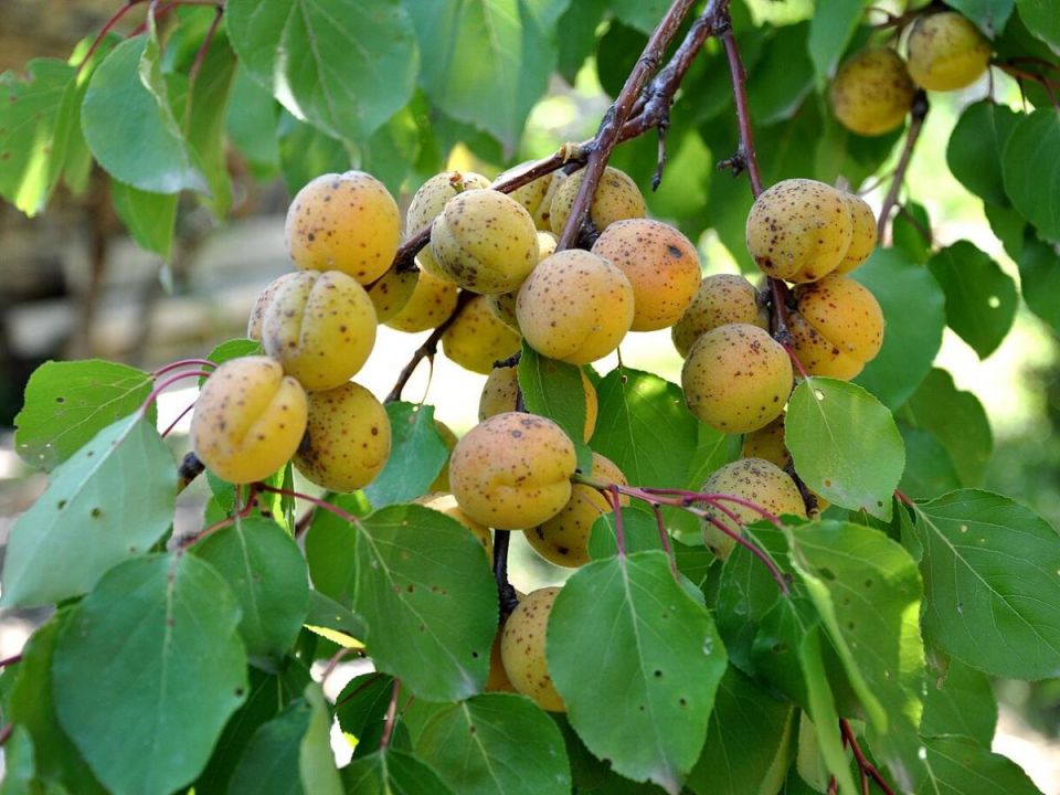 ����� ����������� ������� ���������� �������� �������������� ����������?