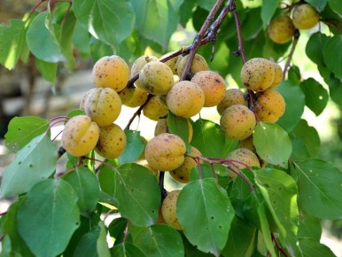 ����� ����������� ������� ���������� �������� �������������� ����������?