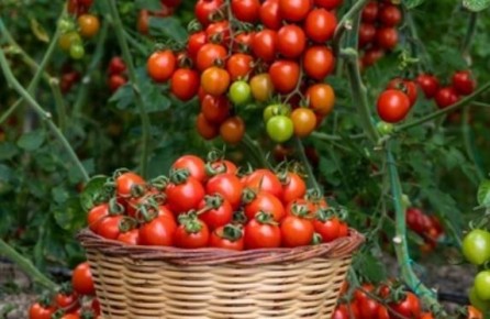 �������� ��������: ������ ���������� ��� ������?