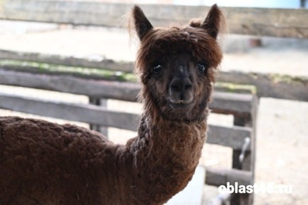 � ������� �������� ����� ������: ��� ��� �������� � ���� �� ��� �����?