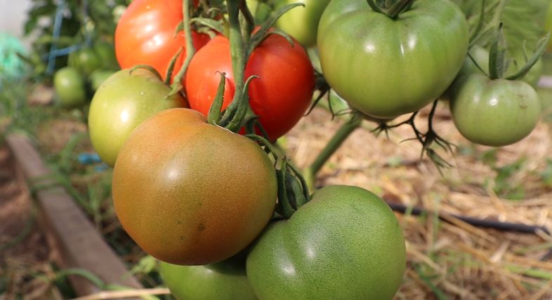 ��������� ����� �� �������� � �������