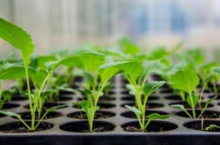 ��� ������ ������������ ������� �������: �������� ������ � �������