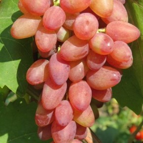 ����� ��������: �������� � ��������� ������ � �������� ��������� ��� ������� �����