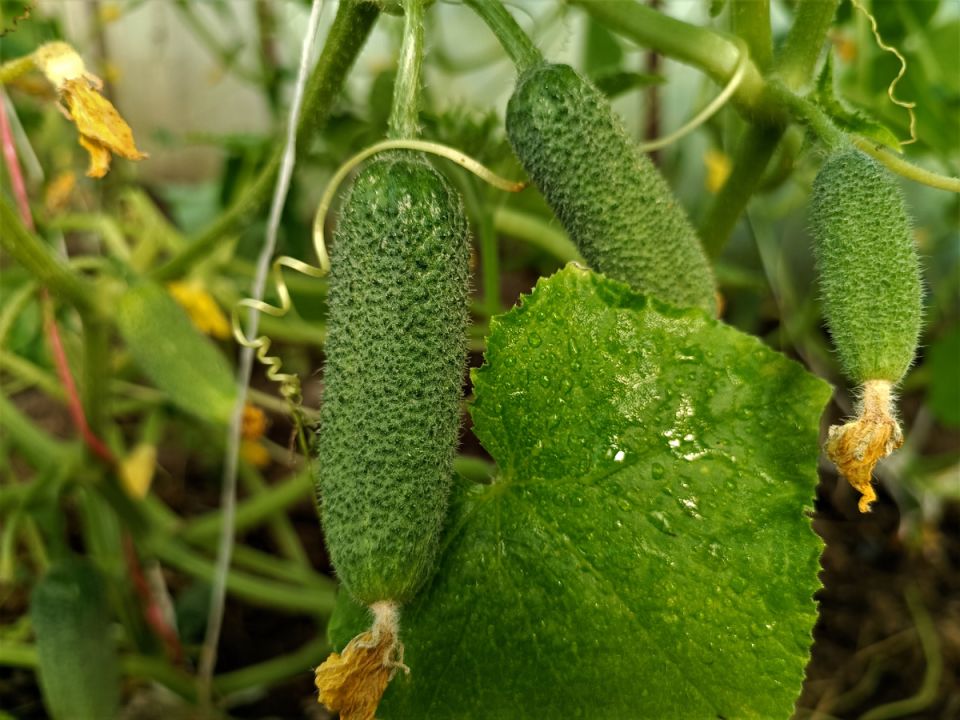 ��� �������� �������� ������ ������� � �������: ���� ��� ������������ ��������