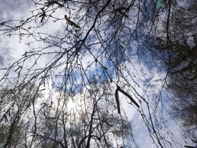 ����� ������: �����