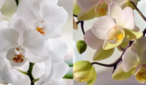 ������� ������� ��������: ��� �������� ������� ��� ����������� ��������