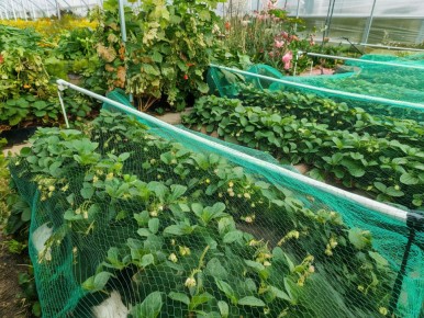 ��� �������� �������� �� �������� �����: ����������� ������ � ������