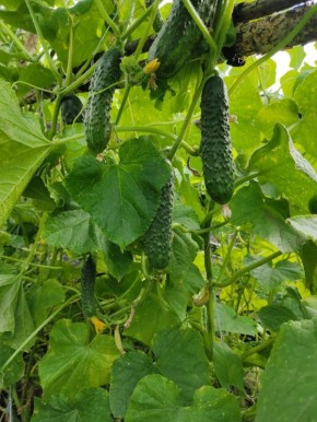 ��� ��������� ������ ������� �� ������ ��������