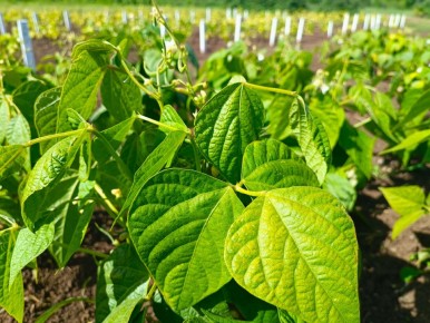 ������: ���������������� ��������, ������� ������������ � ���������������� ���������