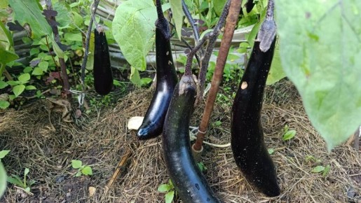 �������� ����� ���������� ��� �������� ��������: ����� ��� ��������� ������