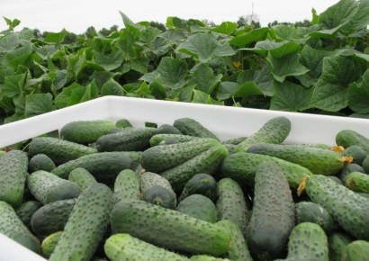 ������ ������: ��������� ����� ��� ������� ������ � ��������� �������