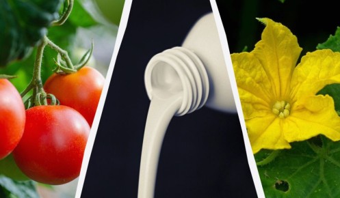 ������ �������� �������� ����� ��� ����� �� ����������