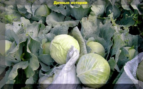 ��� ��������� ��������� ������� �������: ������� � ������ �����������