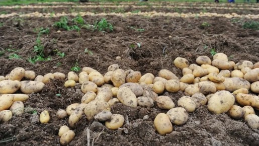 ��� ������� ���� �������� �� �������� ������ �������