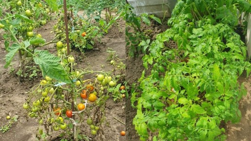 ��� �������������� ����� ������� ������: ������� ������ ��� ��������