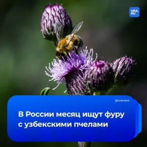 Фура с пчелами пропала в Кургане