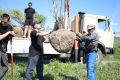 Мультиштамповые ивы и пирамидальные тополя украсят городские территории
