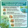 В Курганской области утвердили список опасных растений, которые нужно уничтожать