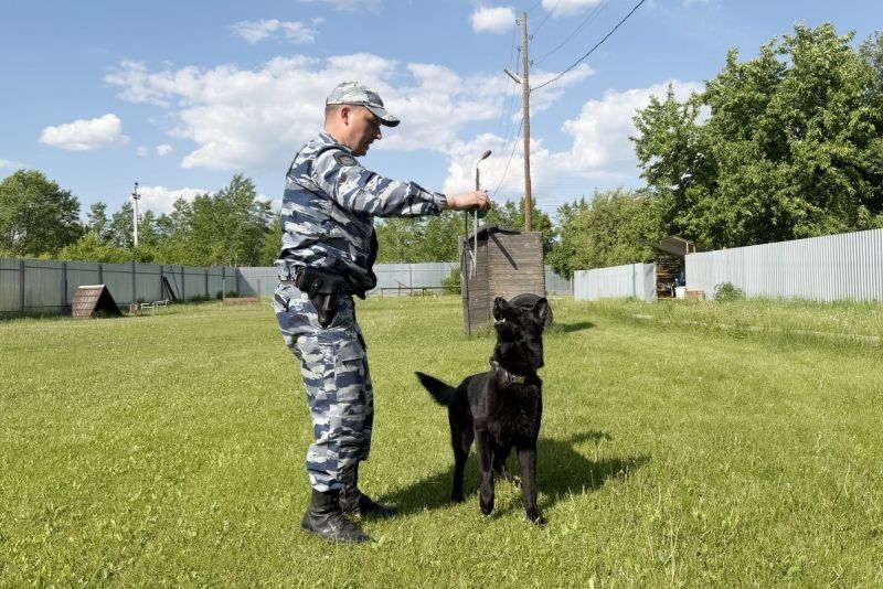 В Управлении МВД России по Курганской области прошел конкурс профессионального мастерства среди кинологов В Управлении МВД России по Курганской области прошел конкурс профессионального мастерства среди кинологов