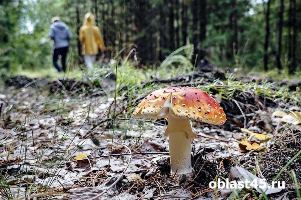 Закрытые леса в Кургане и физкультура на экзаменах в России - главное за 29 мая
