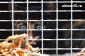 Житель Шадринска продавал лекарственный шампунь для животных без лицензии