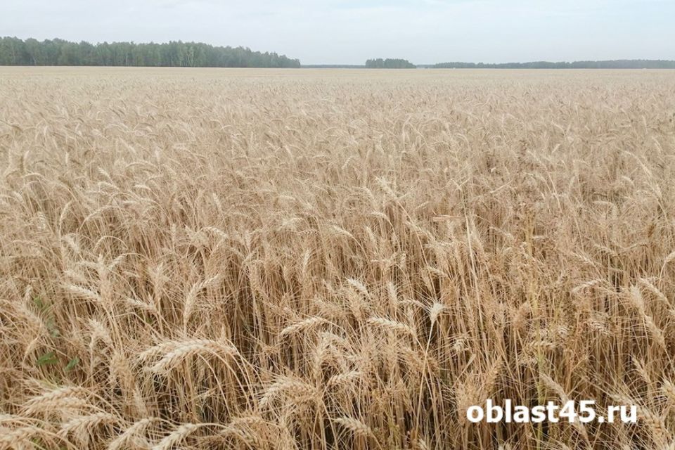 Устинов день 14 июня: как по рассвету на Руси предсказывали урожай