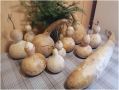 Лагенария: Искусство Сушки и Хранения