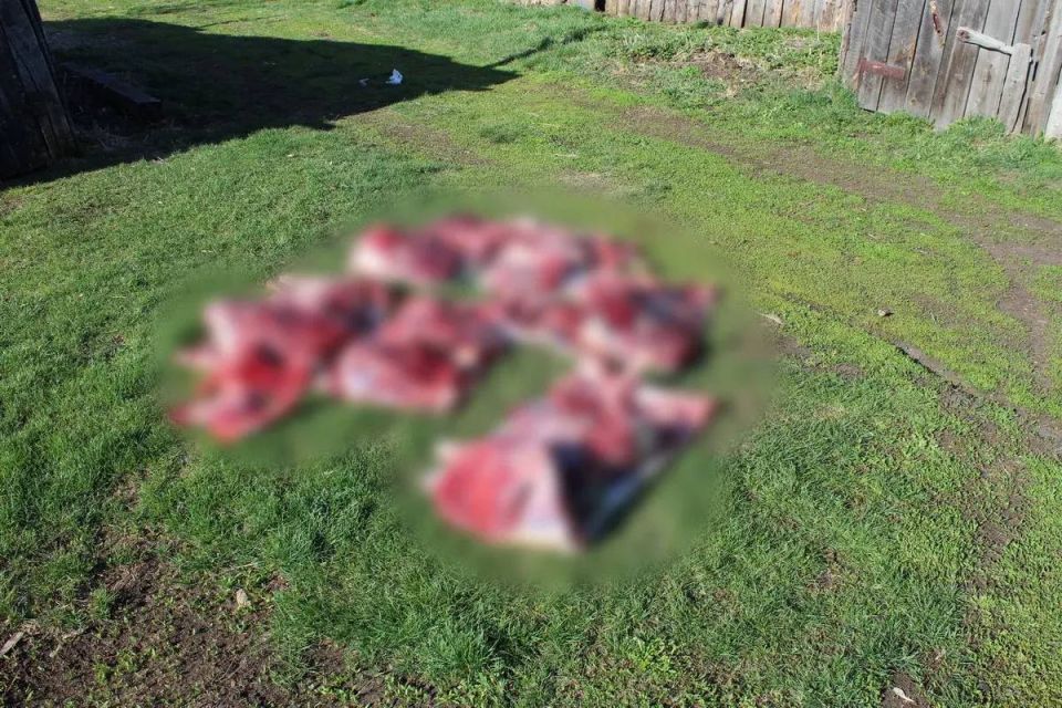 Сотрудниками полиции задержаны подозреваемые в незаконной охоте, совершённой на территории Мишкинского округа Сотрудниками полиции задержаны подозреваемые в незаконной охоте, совершённой на территории Мишкинского округа