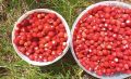 Осторожно, вкусные фото: курганцы продают урожай клубники, земляники и жимолости