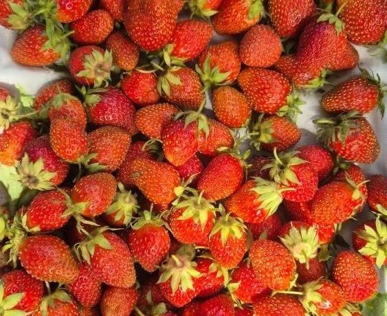 Осторожно, вкусные фото: курганцы продают урожай клубники, земляники и жимолости Осторожно, вкусные фото: курганцы продают урожай клубники, земляники и жимолости
