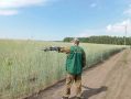 Россельхознадзор запустил дроны над курганскими полями для поиска пестицидов