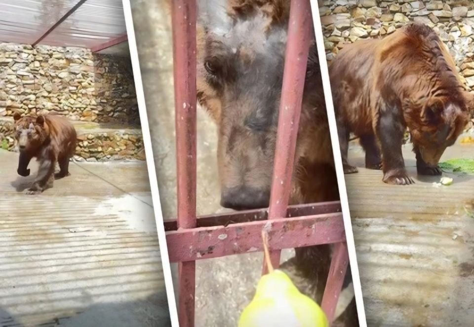«Степа расцветает на глазах»: спасённый медведь обживается в экопарке «Зюраткуль»
