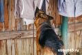 Четвероногий сыщик: немецкая овчарка помогла задержать подозреваемого в Кургане
