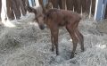 Лосёнок из Курганской области обрел дом в натурпарке после спасения из болота