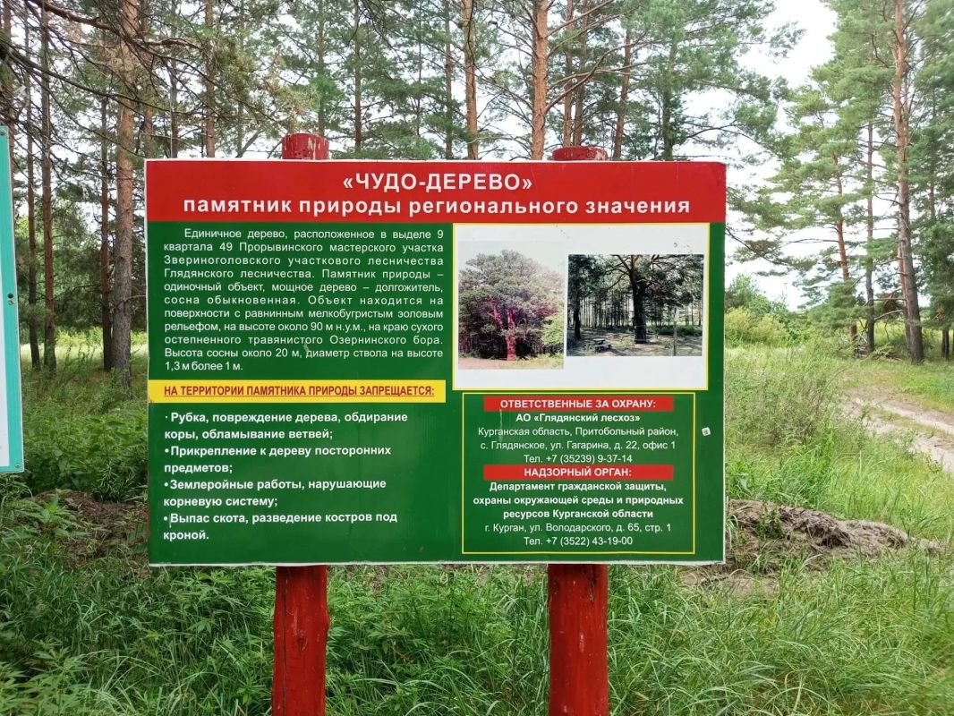 Удивительное рядом: «Чудо-дерево» — живая легенда Курганской области Знаете ли вы, что в зауральских лесах растет настоящее природное чудо, к которому съезжаются путешественники со всей страны? Речь идет о знаменитом... Удивительное рядом: «Чудо-дерево» — живая легенда Курганской области Знаете ли вы, что в зауральских лесах растет настоящее природное чудо, к которому съезжаются путешественники со всей страны? Речь идет о знаменитом...