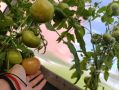 Как вырастить красные помидоры на неделю раньше: секреты урожая