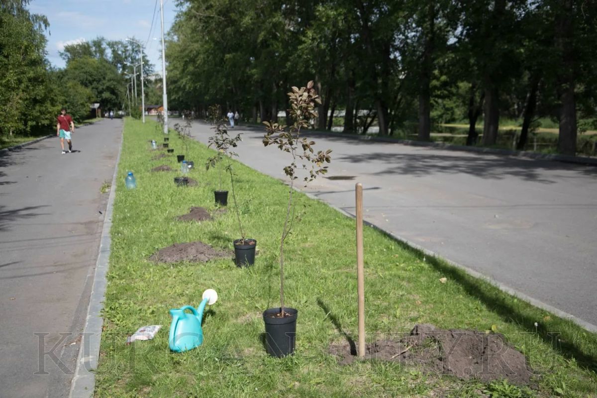 Кургане продолжается озеленительная кампания Кургане продолжается озеленительная кампания