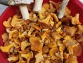 Курганцы ведрами собирают в лесах лисички
