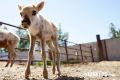 В курганских лесах обустраивают солонцы для копытных
